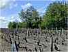 La vigne sur le coteau de montlouis sur loire (100k)